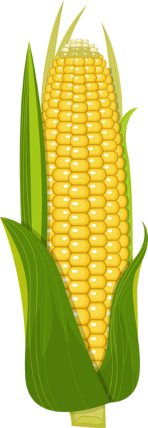 Canlı bir illüstrasyon, yeşil kabuğundan süzülen sarı çekirdeklerini gösteren bir mısır kulağı tasvir ediyor. Bu hasat mevsimini ve getirdiği cömertliği sembolize ediyor..