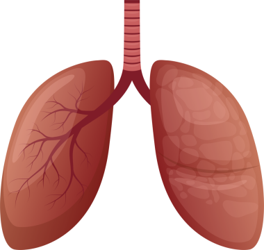 Bu insan akciğerlerinin dijital bir çizimi, soluk borusu ve bronş tüpleri siyah bir arkaplan üzerine kurulmuş, tıbbi veya eğitimsel görselleştirme için kullanışlı.