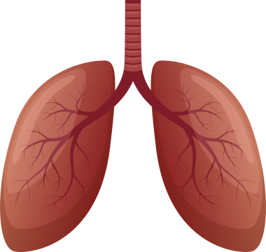 Anatomi grafiği, solunum sistemindeki insan akciğerlerini gösteriyor. Akciğer dokusunda bronşiyal ağ dalları var. Kırmızı renk akciğerleri temsil ediyor..