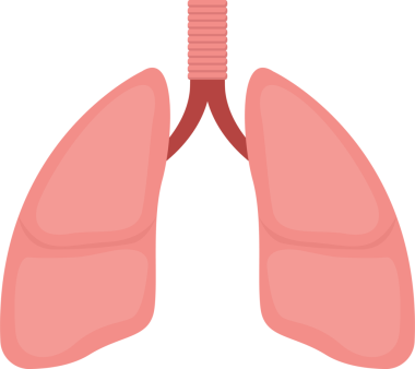Solunum yolu ve nefes borusuyla birlikte bir çift akciğeri gösteriyor. Akciğerler siyah bir arkaplana karşı dijital formatta pembe..