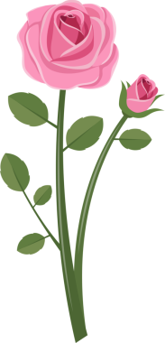 Bu, siyah arkaplanda pembe bir gül çalısının vektör görüntüsü. Çiçek açan bir gül, açılmamış bir gül goncası ve canlı yeşil yapraklar içerir..