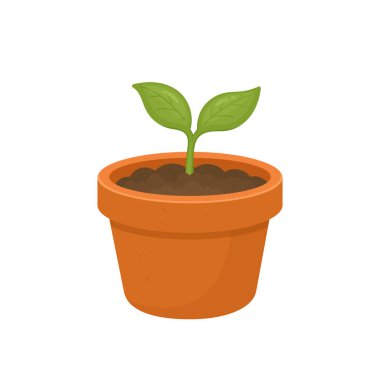 Toprakla dolu bir terracotta tenceresinde iki yapraklı küçük yeşil bir bitki büyüyor. Resim düz beyaz bir arkaplana karşıdır.