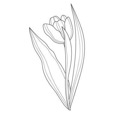 Lale çiçekleri. Doğrusal çiçekler. Botanik. Soyut doğrusal çiçek. Bir lalenin vektör çizimi