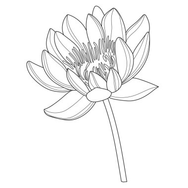 Lotus. Çiçek. Doğrusal çiçek. Botanik. Soyut doğrusal çiçek. Bir lotusun vektör illüstrasyonuName