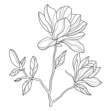 Manolya. Çiçekler. Doğrusal çiçekler. Botanik. Soyut doğrusal manolya. Manolyanın vektör illüstrasyonu