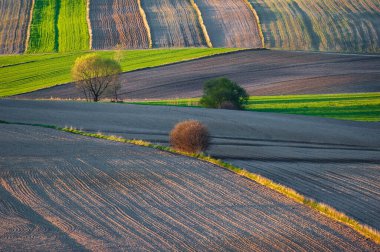Young green cereals. Plowed fields. Ranges of fields intersected by numerous borders. Low shining sun illuminating fields, field margins, trees and bushes. Roztocze. Eastern Poland.