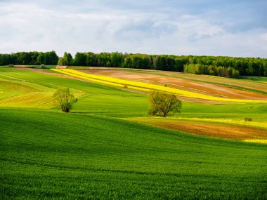 Young green cereals. Plowed fields.  Blooming rapeseed. Low shining sun illuminating fields, field margins, trees and bushes. Roztocze. Eastern Poland.