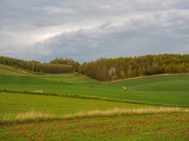 Young green cereals. Plowed fields. Storm clouds. Ranges of fields intersected by numerous borders. Ttrees and bushes. Roztocze. Eastern Poland.