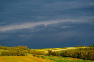 Young green cereals.  Blooming rapeseed. Low shining sun illuminating fields, Trees and bushes. Roztocze. Eastern Poland.