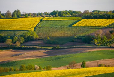 Spring farmland in the hills of Roztocze in Poland. Young green cereals. Blooming rapeseed.