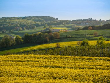 Spring farmland in the hills of Roztocze in Poland. Young green cereals. Blooming rapeseed.