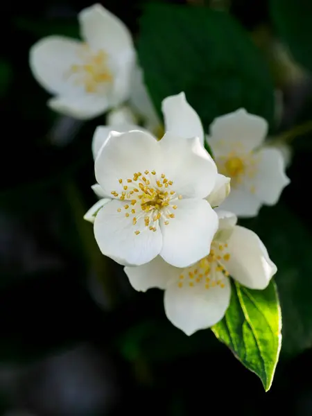 White Jasmine Flower Corona Petals Pistil Stamens Pollen Visible — Stock Photo, Image