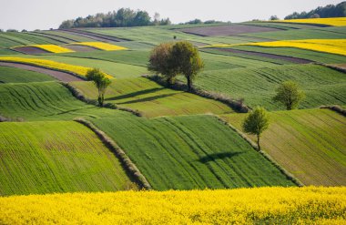 Spring farmland in the hills of Roztocze in Poland.  Young green cereals.  Blooming rapeseed. Low shining sun illuminating fields, Trees and bushes. Roztocze. Eastern Poland. clipart