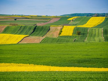 Polonya 'nın Roztocze tepelerindeki bahar tarım arazileri. Genç yeşil mısır gevrekleri. Açan kolza tohumu. Alçak güneş parlayan tarlalar, ağaçlar ve çalılar. Roztocze. Doğu Polonya.