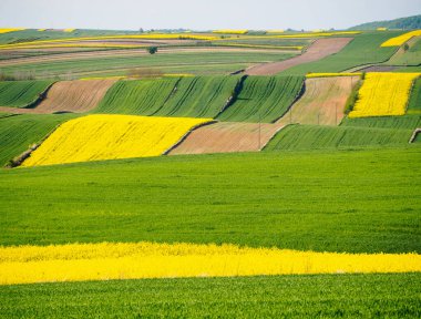 Polonya 'nın Roztocze tepelerindeki bahar tarım arazileri. Genç yeşil mısır gevrekleri. Açan kolza tohumu. Alçak güneş parlayan tarlalar, ağaçlar ve çalılar. Roztocze. Doğu Polonya.