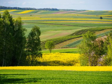 Polonya 'nın Roztocze tepelerindeki bahar tarım arazileri. Genç yeşil mısır gevrekleri. Açan kolza tohumu. Alçak güneş parlayan tarlalar, ağaçlar ve çalılar. Roztocze. Doğu Polonya.