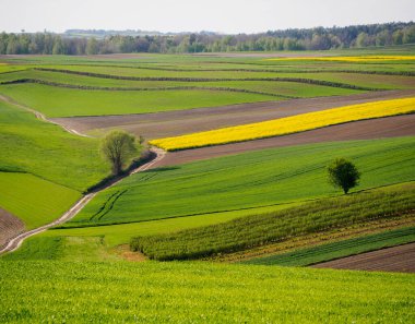 Polonya 'nın Roztocze tepelerindeki bahar tarım arazileri. Genç yeşil mısır gevrekleri. Açan kolza tohumu. Alçak güneş parlayan tarlalar, ağaçlar ve çalılar. Roztocze. Doğu Polonya.