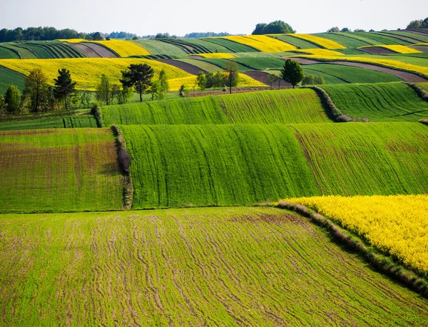 Spring Farmland Hills Roztocze Poland Young Green Cereals Blooming Rapeseed — Stock Photo, Image