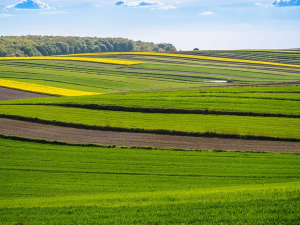 Spring Farmland Hills Roztocze Poland Young Green Cereals Blooming Rapeseed — Stock Photo, Image
