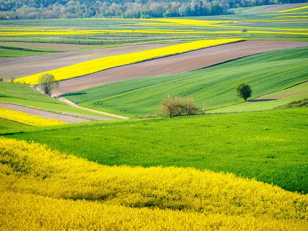 Terras Agrícolas Primavera Nas Colinas Roztocze Polônia Cereais Verdes Jovens — Fotografia de Stock