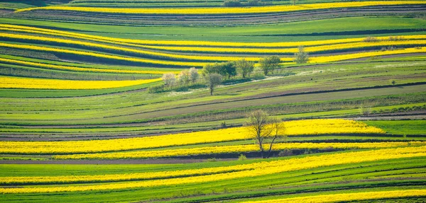 Tavaszi Termőföld Roztocze Dombjain Lengyelországban Fiatal Zöld Gabonafélék Virágzó Repce — Stock Fotó