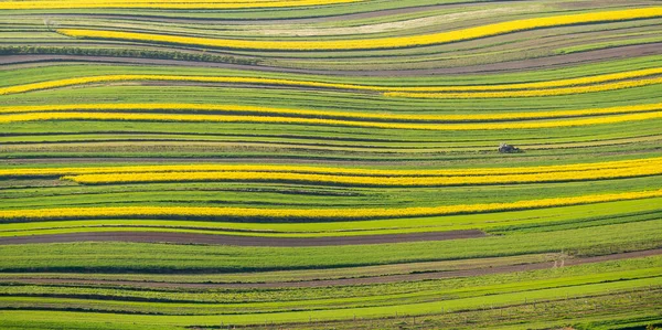 폴란드 로즈토체 지대에 농토입니다 곡물식 꽃피는 햇빛이 내리쬐는 Roztocze 폴란드 로열티 프리 스톡 사진