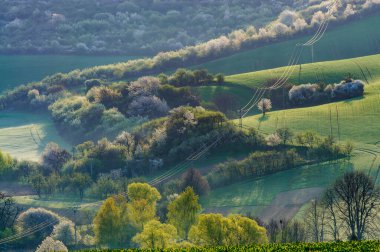 Moravya 'daki yeşil tepeler