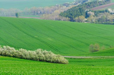 Moravya 'daki yeşil tepeler