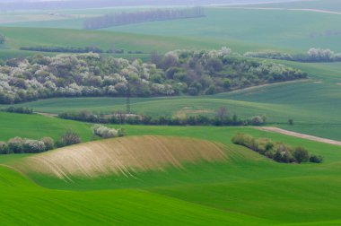 Moravya 'daki yeşil tepeler
