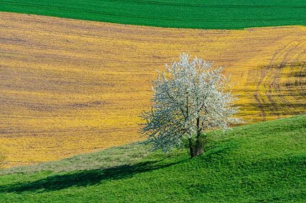 Árbol Floreciente Colinas Verdes Moravia — Foto de Stock