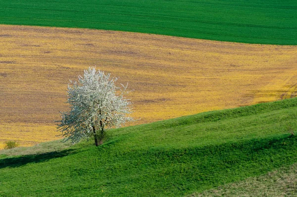 Árbol Floreciente Colinas Verdes Moravia —  Fotos de Stock