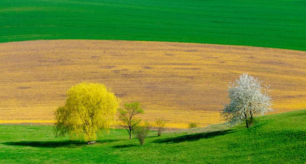 Цветущие Деревья Зеленые Холмы Моравии — стоковое фото