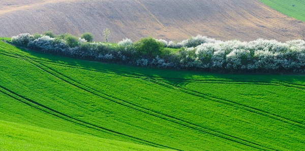 Verdes Colinas Moravia —  Fotos de Stock