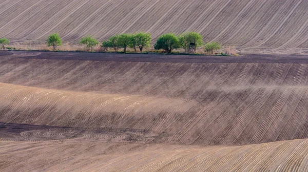 Plowed Fields Green Trees — Stock Photo, Image