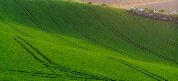 Πράσινοι Λόφοι Στη Μοραβία — Φωτογραφία Αρχείου