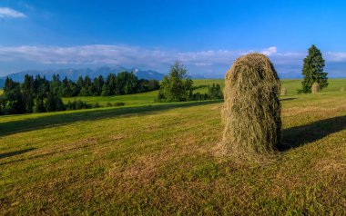 Çimenli bir çayırda saman yığını. Podhale 'de Haymaking.