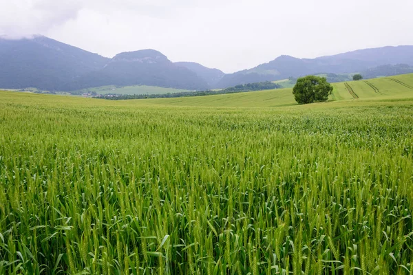 stock image Landscape with a lonely tree in a field with green grain. On the background of the tatra mountains, on a cloudy and rainy day