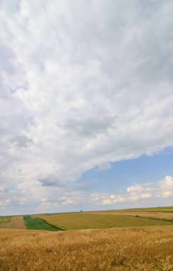 Tepelerde ekilmiş tarlalar alçak güneş tarafından aydınlatılıyor. Hasattan önce olgunlaşmış tahıl tarlası..
