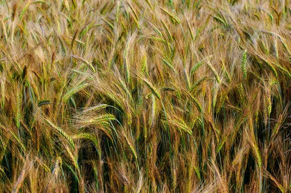 Ears of wheat filling the whole picture.