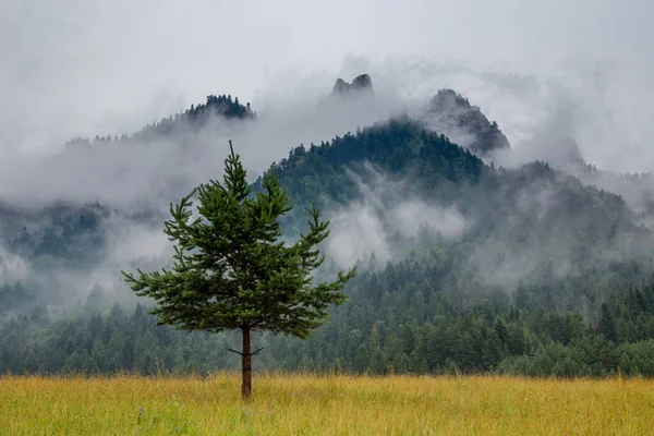 Mountain Landscape. A lonely tree in the foreground.. Peaks Trzy Korony in the Pieniny National Park partially covered with rain clouds.