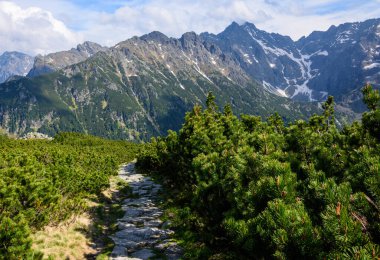 Önde bir patika ve dağ çamı var. Tatra Ulusal Parkı 'nın zirveleri. Morskie Oko 'dan Beş Gölet Vadisi' ne giden mavi turist patikasından bir görüntü..