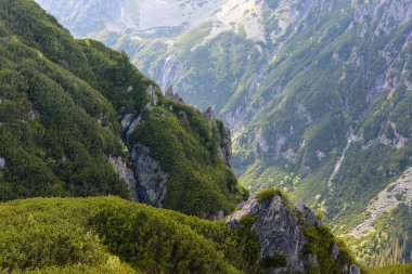 Morskie Oko 'dan Five Pond vadisine giden mavi turist patikasından görüntü. Dağ çamı kaplı yamaçlar. Ön planda dağ çamı var..