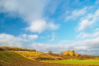 Tepedeki sonbahar huş ağacı manzarası. Sarı yapraklarla kaplı ağaçlar. Arkaplanda resim gibi bulutlar.