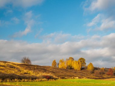 Tepedeki sonbahar huş ağacı manzarası. Sarı yapraklarla kaplı ağaçlar. Arkaplanda resim gibi bulutlar.