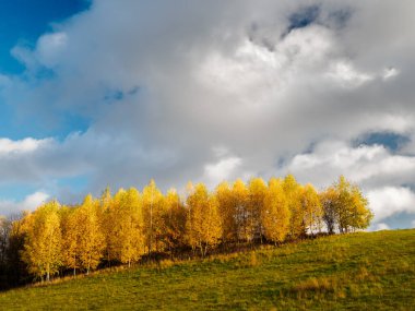 Tepedeki sonbahar huş ağacı manzarası. Sarı yapraklarla kaplı ağaçlar. Arkaplanda resim gibi bulutlar.