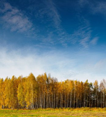 Sonbahar huş ağacının mavi gökyüzüne karşı manzarası. Sarı yapraklarla kaplı ağaçlar.
