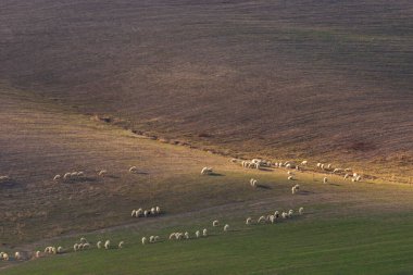 Toskana 'da kırsal alan. Batan güneşin ışığında bir koyun sürüsü.