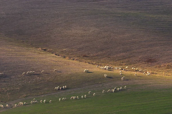 トスカーナの田園風景 夕日に照らされた羊の群れ — ストック写真