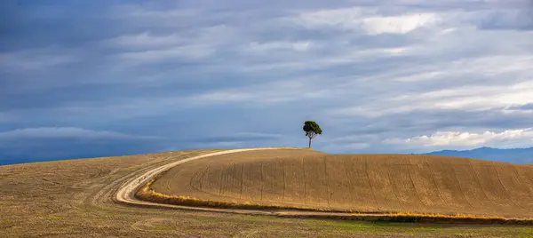 Samotne Drzewo Zaoranym Polu Toskanii Włochy Zdjęcie Stockowe