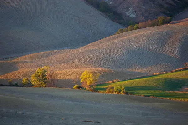 Rolnicze Pola Toskanii Piękne Światło Zachodzącego Słońca — Zdjęcie stockowe